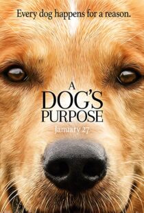 دانلود فیلم هندی A Dog’s Purpose 201741616-1890052373