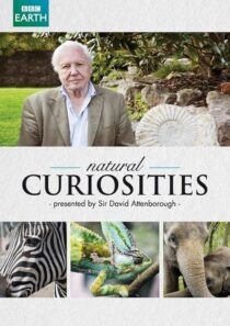 دانلود سریال Natural Curiosities382054-867407256