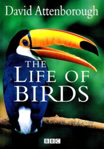 دانلود مستند The Life of Birds382058-769928649